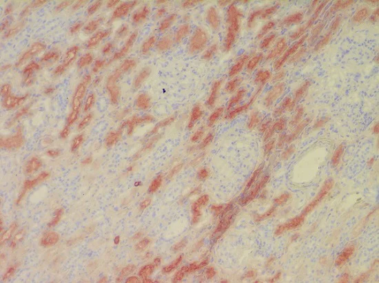 Immunohistochemistry (Frozen sections) - Anti-liver FABP antibody [L2B10] (AB7366)