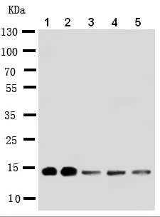 Western blot - Anti-liver FABP antibody - N-terminal (AB190958)
