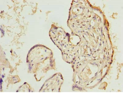 Immunohistochemistry (Formalin/PFA-fixed paraffin-embedded sections) - Anti-LIX1 antibody (AB235524)