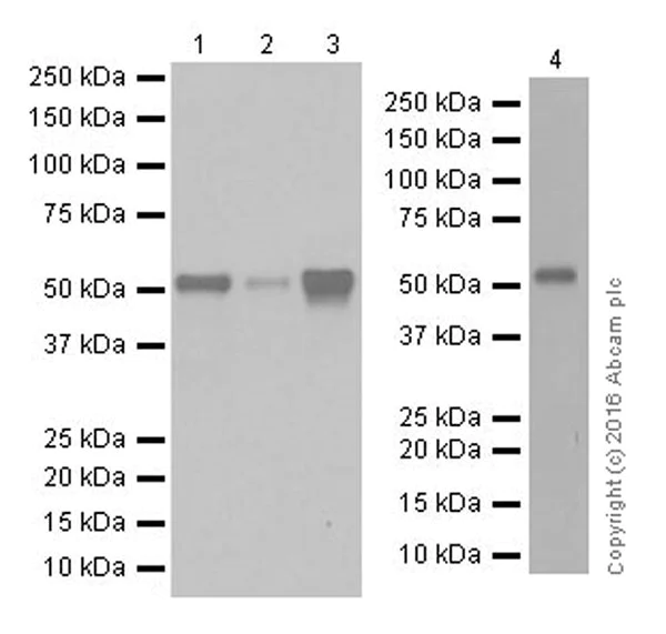 Western blot - Anti-LKB1 antibody [EPR19379] (AB199970)