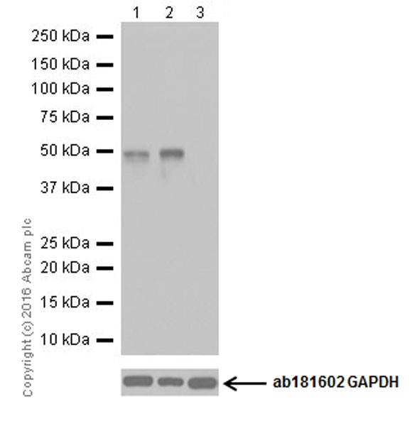 Western blot - Anti-LKB1 antibody [EPR19379] (AB199970), expandable thumbnail