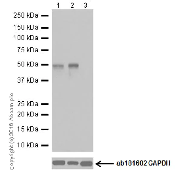 Western blot - Anti-LKB1 antibody [EPR19379] (AB199970)