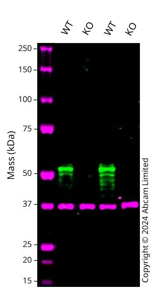Western blot - Anti-LKB1 antibody [EPR19379] (AB199970)