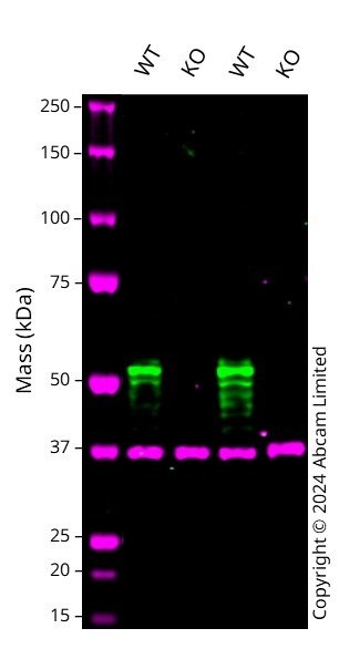 Western blot - Anti-LKB1 antibody [EPR19379] - BSA and Azide free (AB223146)