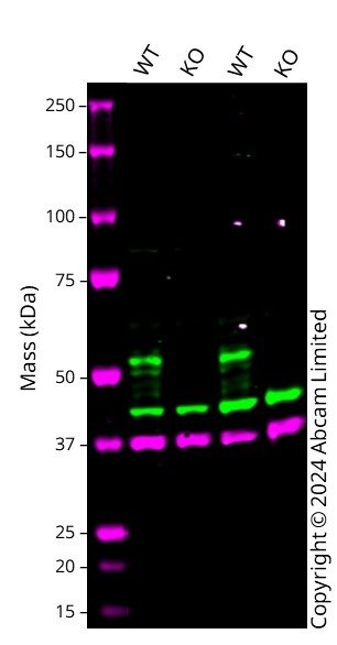 Western blot - Anti-LKB1 antibody [Ley 37D/G6] (AB15095)