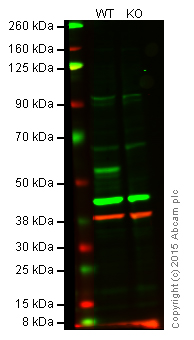 Western blot - Anti-LKB1 antibody [Ley 37D/G6] (AB15095)