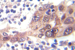 Immunohistochemistry (Formalin/PFA-fixed paraffin-embedded sections) - Anti-LKB1 (phospho S428) antibody (AB138386)