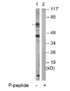 Western blot - Anti-LKB1 (phospho S428) antibody (AB63473)
