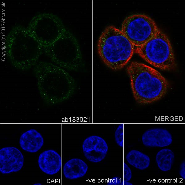 Immunocytochemistry/ Immunofluorescence - Anti-LLGL1 + LLGL2 antibody [EPR18899] (AB183021)