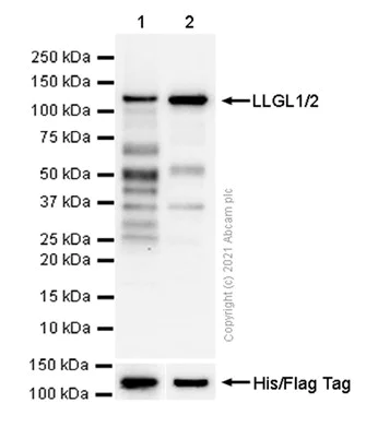 Western blot - Anti-LLGL1 + LLGL2 antibody [EPR18899] (AB183021)