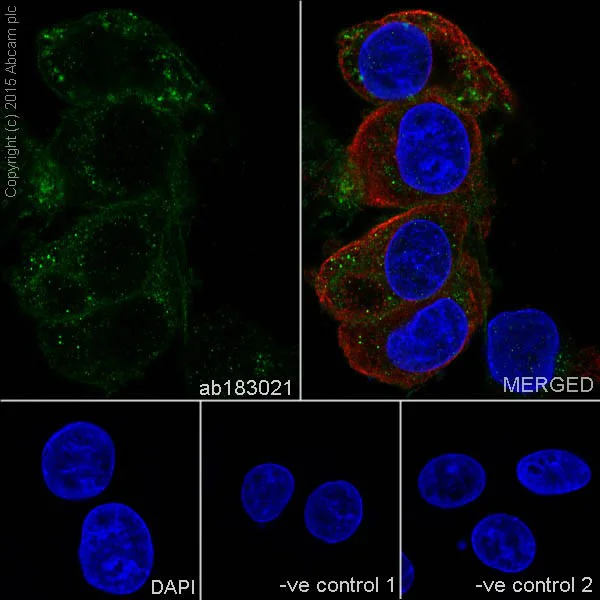 Immunocytochemistry/ Immunofluorescence - Anti-LLGL1 + LLGL2 antibody [EPR18899] - BSA and Azide free (AB250640)