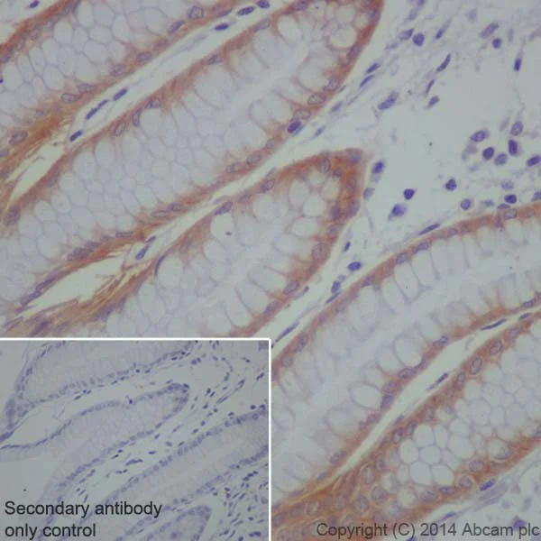 Immunohistochemistry (Formalin/PFA-fixed paraffin-embedded sections) - Anti-LLGL1 + LLGL2 antibody [EPR18899] - BSA and Azide free (AB250640)