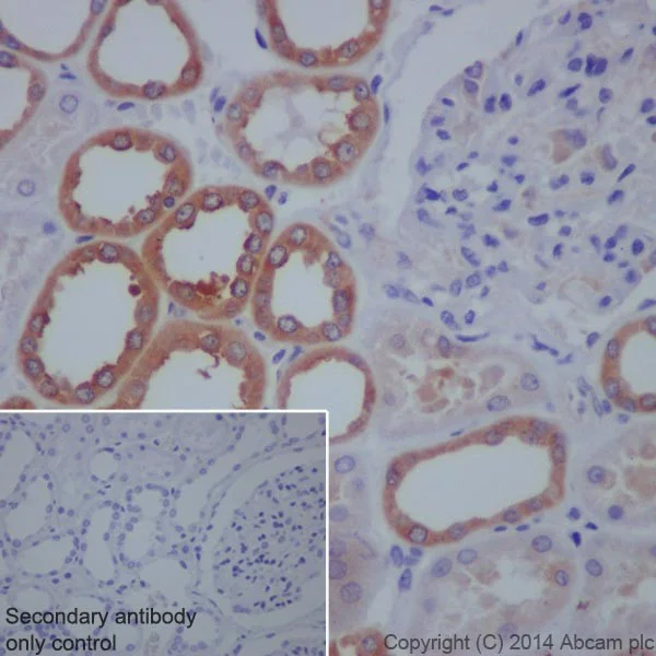 Immunohistochemistry (Formalin/PFA-fixed paraffin-embedded sections) - Anti-LLGL1 + LLGL2 antibody [EPR18899] - BSA and Azide free (AB250640)