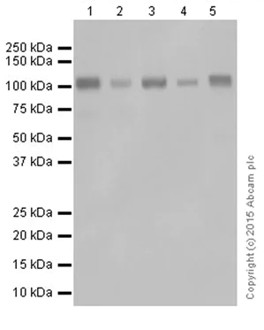 Western blot - Anti-LLGL1 + LLGL2 antibody [EPR18899] - BSA and Azide free (AB250640)