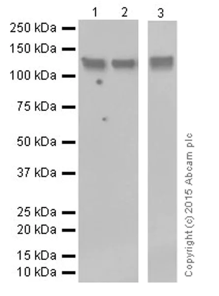 Western blot - Anti-LLGL1 + LLGL2 antibody [EPR18899] - BSA and Azide free (AB250640)