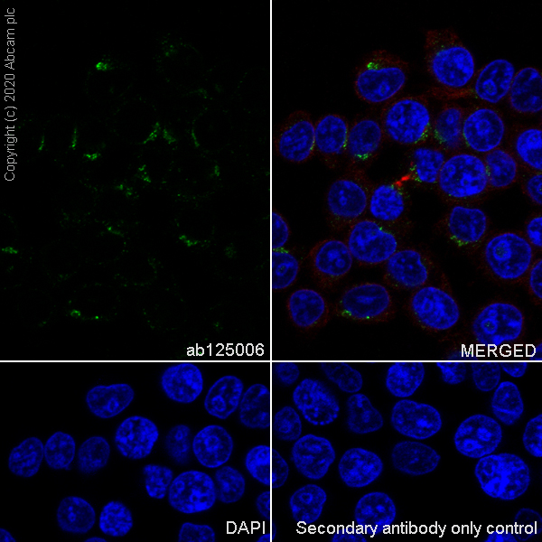 Immunocytochemistry/ Immunofluorescence - Anti-LMAN1 antibody [EPR6979] (AB125006), expandable thumbnail