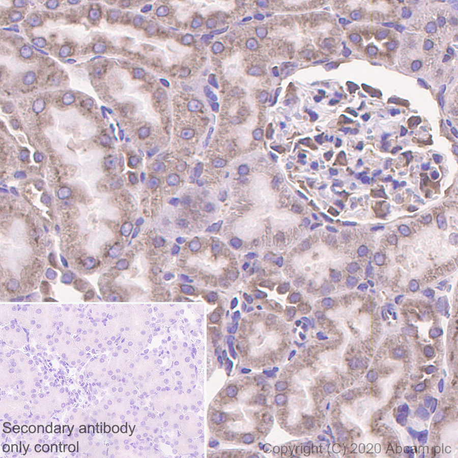 Immunohistochemistry (Formalin/PFA-fixed paraffin-embedded sections) - Anti-LMAN1 antibody [EPR6979] (ab125006), expandable thumbnail