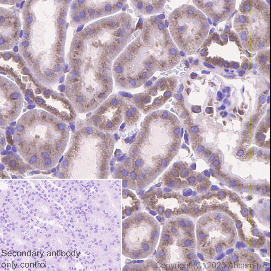 Immunohistochemistry (Formalin/PFA-fixed paraffin-embedded sections) - Anti-LMAN1 antibody [EPR6979] (ab125006), expandable thumbnail