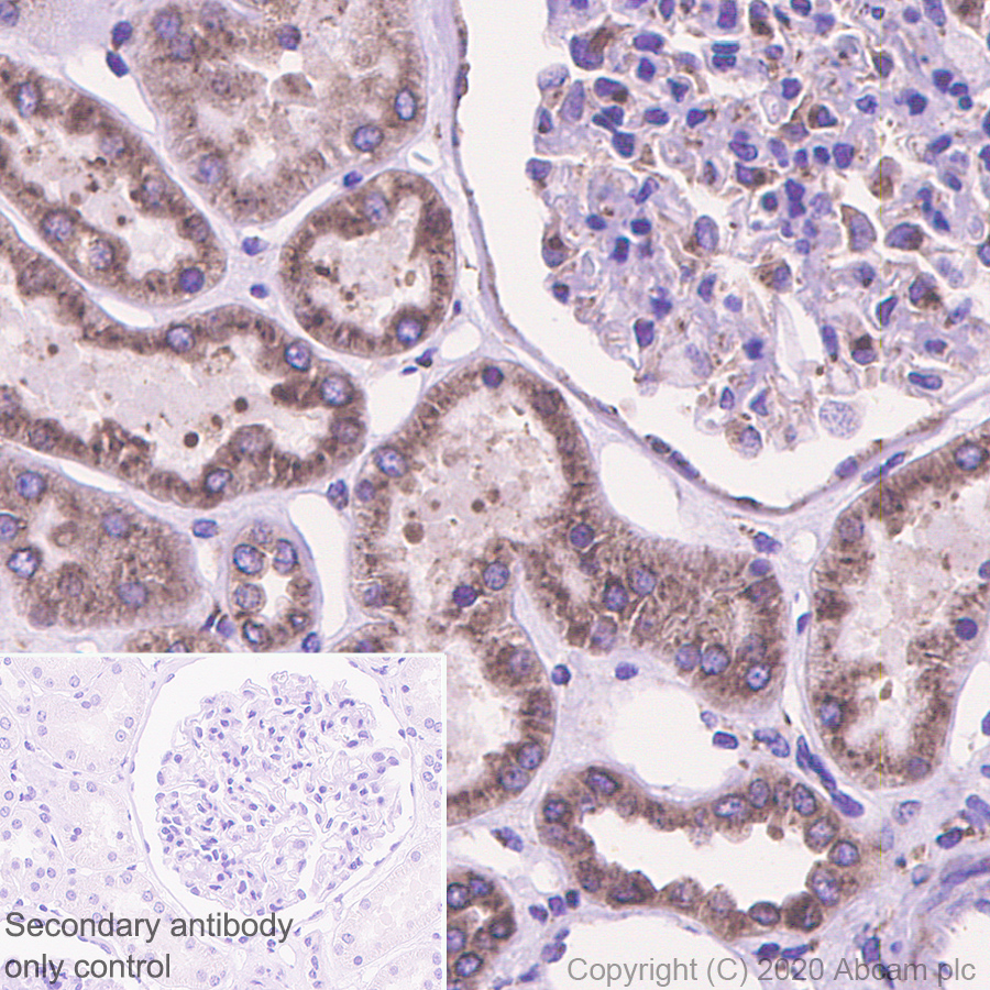 Immunohistochemistry (Formalin/PFA-fixed paraffin-embedded sections) - Anti-LMAN1 antibody [EPR6979] (AB125006), expandable thumbnail