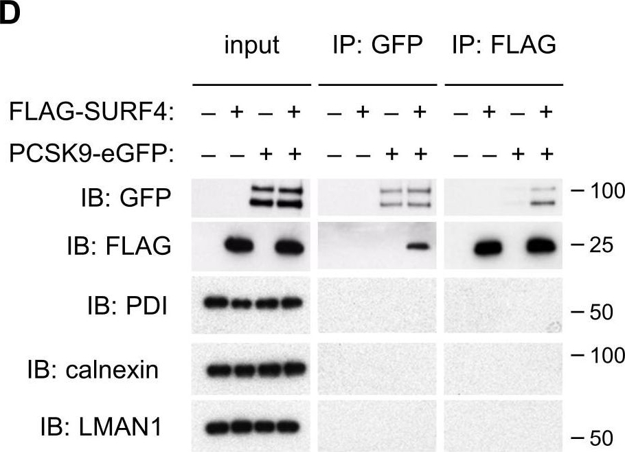 Western blot - Anti-LMAN1 antibody [EPR6979] (ab125006), expandable thumbnail