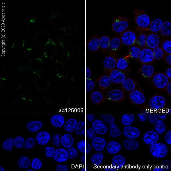 Immunocytochemistry/ Immunofluorescence - Anti-LMAN1 antibody [EPR6979] - BSA and Azide free (AB248096)