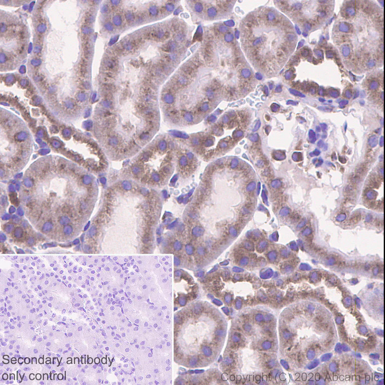 Immunohistochemistry (Formalin/PFA-fixed paraffin-embedded sections) - Anti-LMAN1 antibody [EPR6979] - BSA and Azide free (AB248096)
