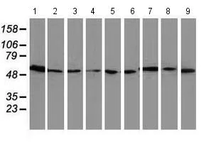 Western blot - Anti-LMAN1 antibody [OTI1B8] (AB118407)
