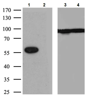 Western blot - Anti-LMAN1 antibody [OTI1B8] (AB118407)