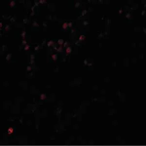 Immunocytochemistry/ Immunofluorescence - Anti-LMBRD1 antibody (AB105419)