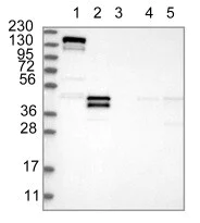 Western blot - Anti-LMCD1 antibody (AB121788)