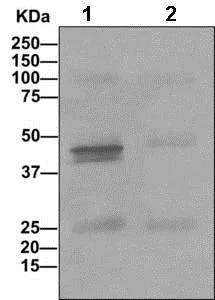 Immunoprecipitation - Anti-LMCD1 antibody [EPR11443(B)] - BSA and Azide free (AB249507)