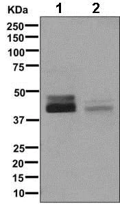 Western blot - Anti-LMCD1 antibody [EPR11443(B)] - BSA and Azide free (AB249507)