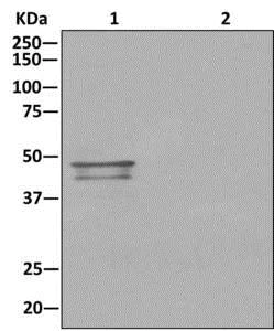 Immunoprecipitation - Anti-LMCD1 antibody [EPR11444] - BSA and Azide free (AB242401)