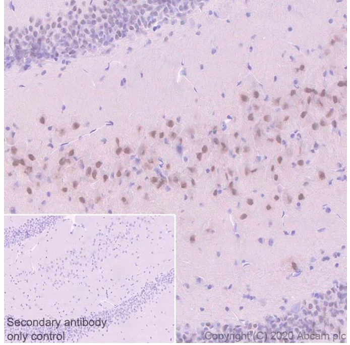 Immunohistochemistry (Formalin/PFA-fixed paraffin-embedded sections) - Anti-LMO 4 antibody [20F8] - BSA and Azide free (AB255746)