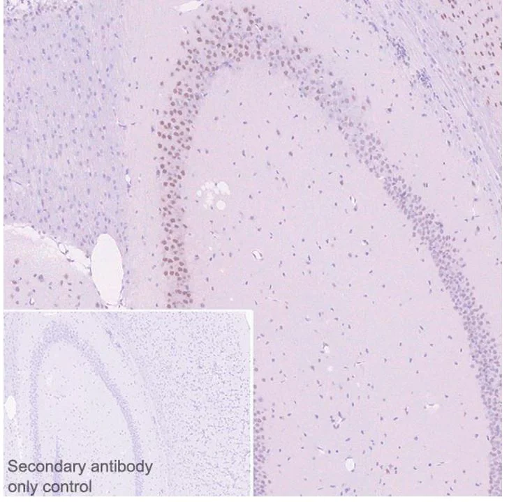 Immunohistochemistry (Formalin/PFA-fixed paraffin-embedded sections) - Anti-LMO 4 antibody [20F8] - BSA and Azide free (AB255746)