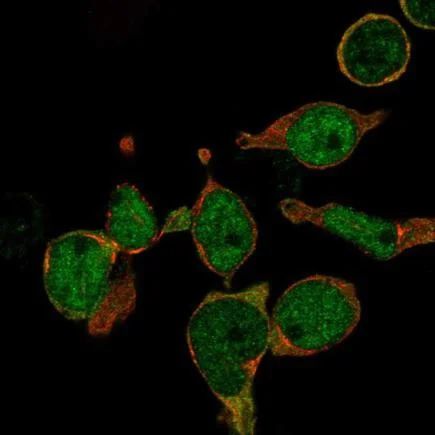 Immunocytochemistry/ Immunofluorescence - Anti-LMO2 antibody (AB219995)