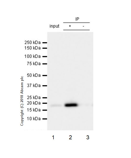 Immunoprecipitation - Anti-LMO2 antibody [EP3257] (AB91652)