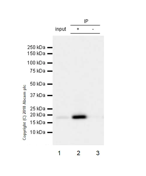 Immunoprecipitation - Anti-LMO2 antibody [EP3257] (AB91652)