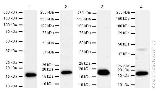 Western blot - Anti-LMO2 antibody [EP3257] (AB91652)