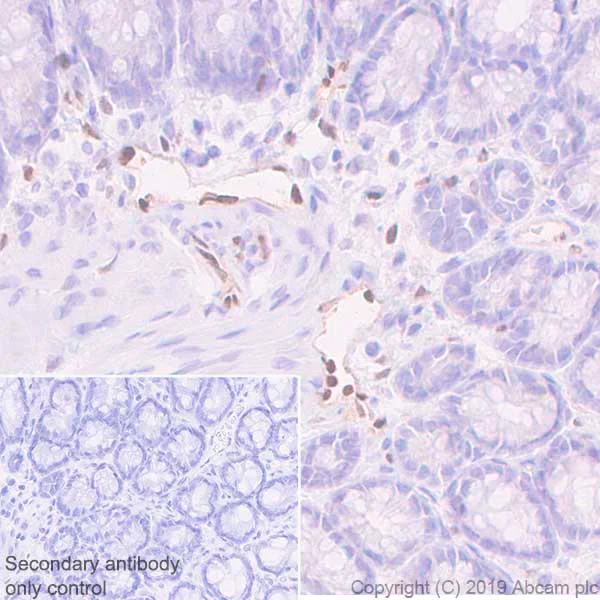 Immunohistochemistry (Formalin/PFA-fixed paraffin-embedded sections) - Anti-LMO2 antibody [EPR22404-45] (AB245250)
