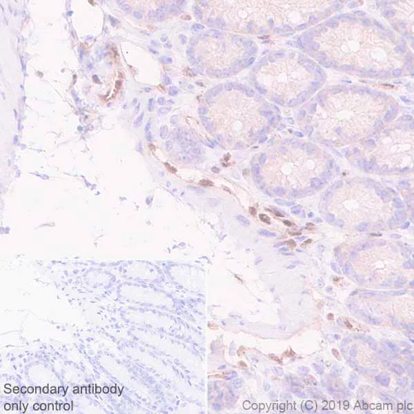 Immunohistochemistry (Formalin/PFA-fixed paraffin-embedded sections) - Anti-LMO2 antibody [EPR22404-45] - BSA and Azide free (AB254270)