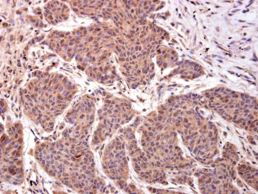 Immunohistochemistry (Formalin/PFA-fixed paraffin-embedded sections) - Anti-LMO4 antibody (AB229226)