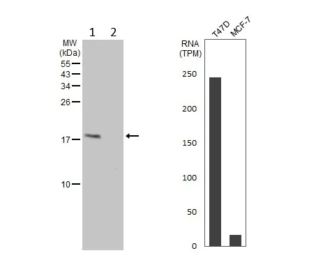 Western blot - Anti-LMO4 antibody (AB229226)