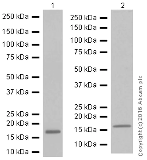 Western blot - Anti-LMO4 antibody [EPR6731(2)] - BSA and Azide free (AB248352)