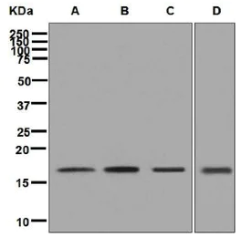 Western blot - Anti-LMO4 antibody [EPR6731(2)] - BSA and Azide free (AB248352)