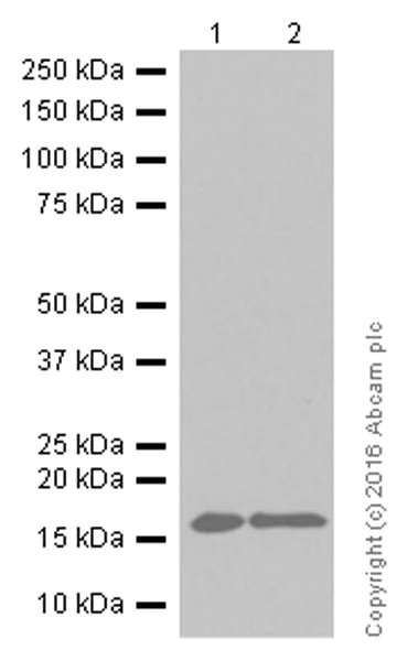 Western blot - Anti-LMO4 antibody [EPR6731(2)] - BSA and Azide free (AB248352)