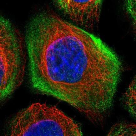 Immunocytochemistry/ Immunofluorescence - Anti-LMO7 antibody (AB224113)