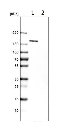 Western blot - Anti-LMO7 antibody (AB224113)