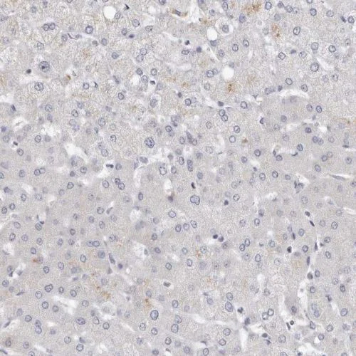 Immunohistochemistry (Formalin/PFA-fixed paraffin-embedded sections) - Anti-LMOD1 antibody (AB244415)