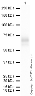 Western blot - Anti-LMW Kininogen antibody (AB79650), expandable thumbnail